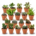 Mini Kakteen & Sukkulenten Mix - 18 Stück - Ø 8,1 cm - Höhe: 5-10 cm - Terrakottatöpfe