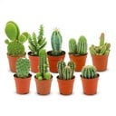 Mini Kakteen Set - 9 Stück - Ø 5.5 cm - Höhe: 5-10 cm