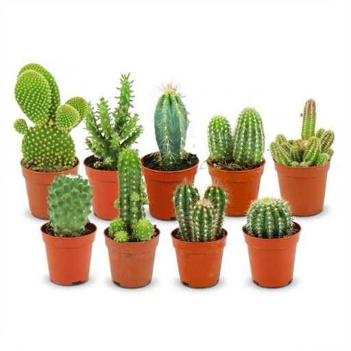"Mini Kakteen Set - 9 Stück - Ø 5.5 cm - Höhe: 5-10 cm image"