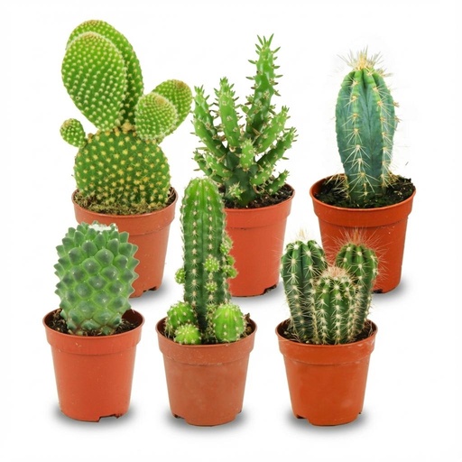 "Mini Kakteen Set - 6 Stück - Ø 5.5 cm - Höhe: 5-10 cm image"