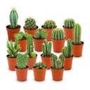 Mini Kakteen Set - 15 Stück - Ø 5.5 cm - Höhe: 5-10 cm