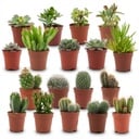 Mini Kakteen & Sukkulenten Mix - 18 Stück - Ø 5,5 cm - Höhe: 5-10 cm