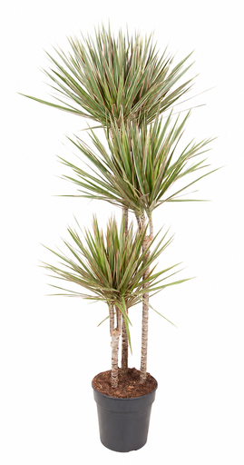 "Dracaena biocolor - 160 cm  image"