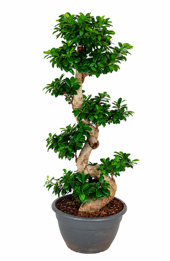 "Ginseng S- vorm - 140 cm  image"