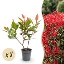 8x Photinia fraseri Little Red Robin - Glanzmispel - Heckenpflanzen - Immergrün - Rot - Topf 9cm - Höhe 25-35cm