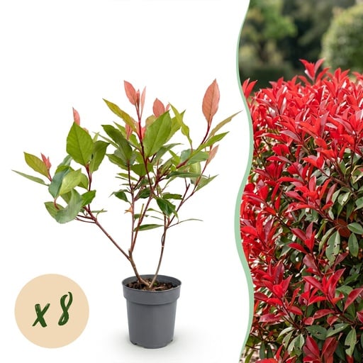 "Glanzmispel 'Little Red Robin' 8er-Set (Photinia fraseri) – bedingt winterharter Zierstrauch, Topf-Ø 9 cm, Höhe ca. 25–35 cm image"