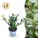 Heckenpflanzen - Ilex crenata Caroline Upright - Blatt Grün - 8 Pflanzen - 1 Laufender Meter - Immergrün - Topf 9cm Höhe 25-30cm