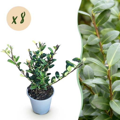 "Japanische Stechpalme (Ilex crenata) – winterharter immergrüner Strauch, Höhe ca. 9 cm image"