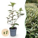 8x Elaeagnus ebbingei Compacta - Ölweide - Heckenpflanzen - Immergrün - Grau - Topf 9cm - Höhe 25-35cm