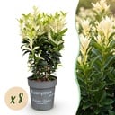 8x Euonymus japonica Paloma Blanca - Spindelstrauch - Heckenpflanzen - Immergrün - Grün - Weiß - Topf 9cm - Höhe 20-30cm