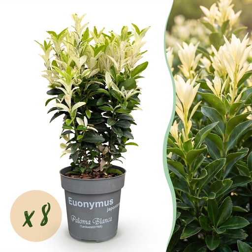 "8x Euonymus japonica Paloma Blanca - Spindelstrauch - Heckenpflanzen - Immergrün - Grün - Weiß - Topf 9cm - Höhe 20-30cm image"