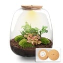Pflanzen Terrarium - Emma - DIY kit - ↑ 25 cm - Ø 23 cm - Hedera Red