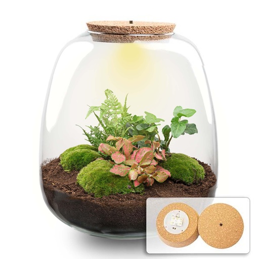 "Pflanzen Terrarium - Emma - DIY kit - ↑ 25 cm - Ø 23 cm - Hedera Red image"