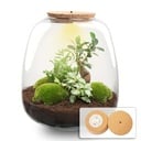 Pflanzen Terrarium - Emma - DIY kit - ↑ 25 cm - Ø 23 cm - Bonsai White