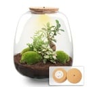 Pflanzen Terrarium - Emma - DIY kit - ↑ 25 cm - Ø 23 cm - Bonsai Pink