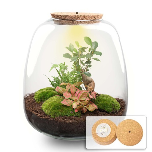 "Pflanzen Terrarium - Emma - DIY kit - ↑ 25 cm - Ø 23 cm - Bonsai Red image"