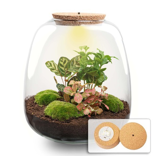"Pflanzen Terrarium - Emma - DIY kit - ↑ 25 cm - Ø 23 cm - Coffea Red image"