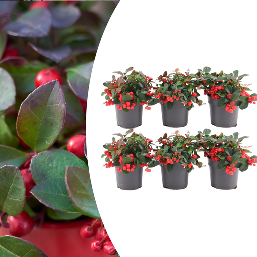 "6x Gaultheria procumbens 'Big Berry' | 12 cm Ø | 15-20 cm ↕ image"