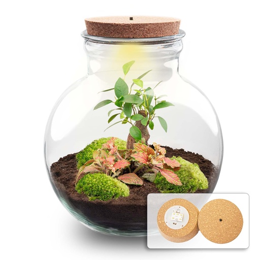 "Flaschengarten - Teddy bonsai - ↕ 26,5 cm - Met LED-kurk image"