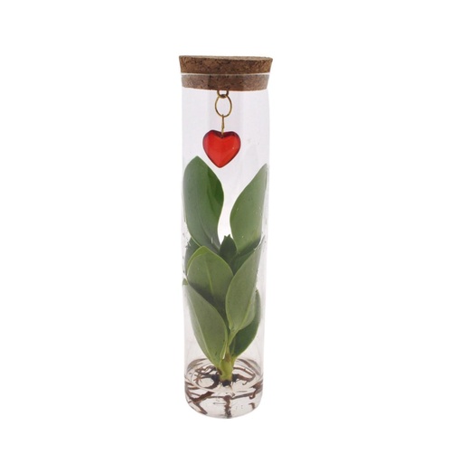 "Mix In Tube Glas + Jewel (hartje) - Ø7cm - ↕15cm image"
