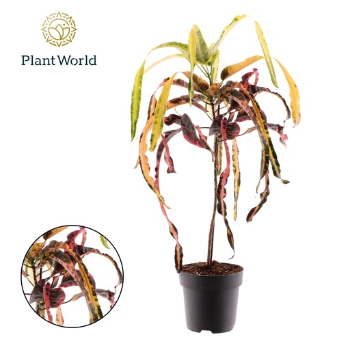 "Wunderstrauch (Croton) – pflegeleichte Zimmerpflanze, Topf-Ø 19 cm, Höhe ca. 70 cm image"