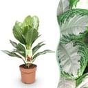 Zimmerpflanzen - Aglaonema Silver Bay - Silberblatt - Wenig Pflege - Silber - 1 Pflanze - Topf 17cm - Höhe 70-75cm