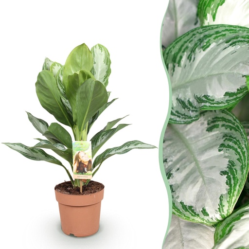 "Zimmerpflanzen - Aglaonema Silver Bay - Silberblatt - Wenig Pflege - Silber - 1 Pflanze - Topf 17cm - Höhe 70-75cm image"
