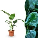 Zimmerpflanzen - Alocasia Cucullata - Buddhas Hand - Wenig Pflege - Grün - 1 Pflanze - Topf 17cm - Höhe 60-65cm
