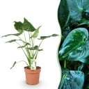 Zimmerpflanzen - Alocasia Cucullata - Buddhas Hand - Wenig Pflege - Grün - 1 Pflanze - Topf 21cm - Höhe 65-70cm