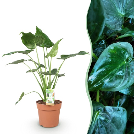 "Zimmerpflanzen - Alocasia Cucullata - Buddhas Hand - Wenig Pflege - Grün - 1 Pflanze - Topf 21cm - Höhe 65-70cm image"