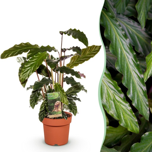 "Zimmerpflanzen - Calathea Rufibarba - Pfauenpflanze - Wenig Pflege - Grün - 1 Pflanze - Topf 17cm - Höhe 55-60cm image"