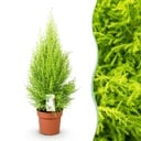 Zimmerpflanzen - Cupressus Gold Crest Wilma - Zimmerkoniferen - Wenig Pflege - Grün - 1 Pflanze - Topf 21cm - Höhe 85-95cm