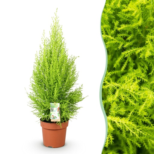 "Zimmerpflanzen - Cupressus Gold Crest Wilma - Zimmerkoniferen - Wenig Pflege - Grün - 1 Pflanze - Topf 21cm - Höhe 85-95cm image"