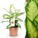 Zimmerpflanzen - Dieffenbachia Camilla - Dieffenbachia - Wenig Pflege - Bunt - 1 Pflanze - Topf 17cm - Höhe 45-50cm
