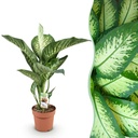 Zimmerpflanzen - Diefenbachia Tropic Snow - Dieffenbachia - Wenig Pflege - Bunt - 1 Pflanze - Topf 21cm - Höhe 90-100cm