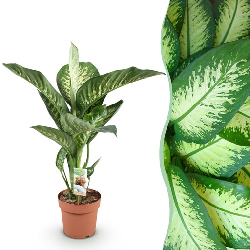 "Zimmerpflanzen - Diefenbachia Tropic Snow - Dieffenbachia - Wenig Pflege - Bunt - 1 Pflanze - Topf 21cm - Höhe 90-100cm image"