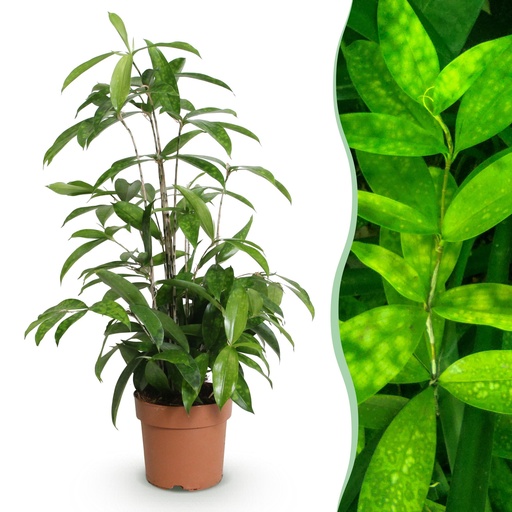 "Zimmerpflanzen - Dracaena surculosa - Drachenblutbaum - Wenig Pflege - Grün - 1 Pflanze - Topf 17cm - Höhe 60-70cm image"