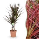 Zimmerpflanzen - Dracaena Magenta - Drachenblutbaum - Wenig Pflege - Rot - 1 Pflanze - Topf 17cm - Höhe 70-80cm
