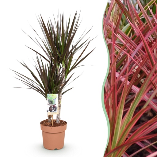 "Zimmerpflanzen - Dracaena Magenta - Drachenblutbaum - Wenig Pflege - Rot - 1 Pflanze - Topf 17cm - Höhe 70-80cm image"