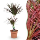 Zimmerpflanzen - Dracaena Magenta - Drachenbaum - Pflegeleicht - Rot - 1 Pflanze - Topf 21cm - Höhe 90-100cm