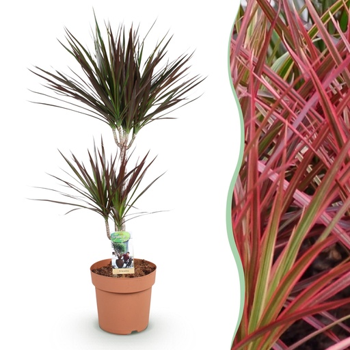"Zimmerpflanzen - Dracaena Magenta - Drachenbaum - Pflegeleicht - Rot - 1 Pflanze - Topf 21cm - Höhe 90-100cm image"