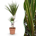 Zimmerpflanzen - Dracaena Marginata - Drachenbaum - Wenig Pflege - Grün - 1 Pflanze - Topf 17cm - Höhe 70-80cm