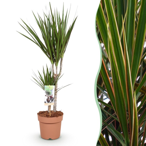 "Zimmerpflanzen - Dracaena Marginata - Drachenbaum - Wenig Pflege - Grün - 1 Pflanze - Topf 17cm - Höhe 70-80cm image"