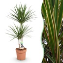 Zimmerpflanzen - Dracaena Marginata - Drachenbaum - Wenig Pflege - Grün - 1 Pflanze - Topf 21cm - Höhe 90-100cm