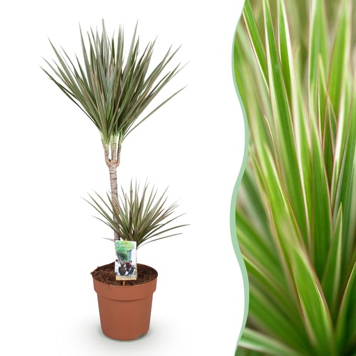 "Zimmerpflanzen - Dracaena Marginata Bicolor - Drachenbaum - Wenig Pflege - Grün - braun - 1 Pflanze - Topf 21cm - Höhe 90-100cm image"