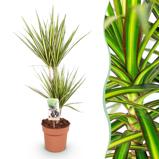 "Zimmerpflanzen - Dracaena Sunray - Drachenblutbaum - Wenig Pflege - Grün - Gelb - 1 Pflanze - Topf 17cm - Höhe 70-75cm image"