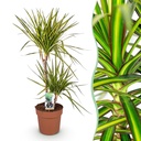 Zimmerpflanzen - Dracaena Sunray - Drachenbaum - Pflegeleicht - Grün - Gelb - 1 Pflanze - Topf 21cm - Höhe 90-100cm