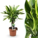 Zimmerpflanzen - Dracaena fragrans Golden Coast - Drachenblutbaum - Wenig Pflege - Bunt - 1 Pflanze - Topf 17cm - Höhe 50-55cm