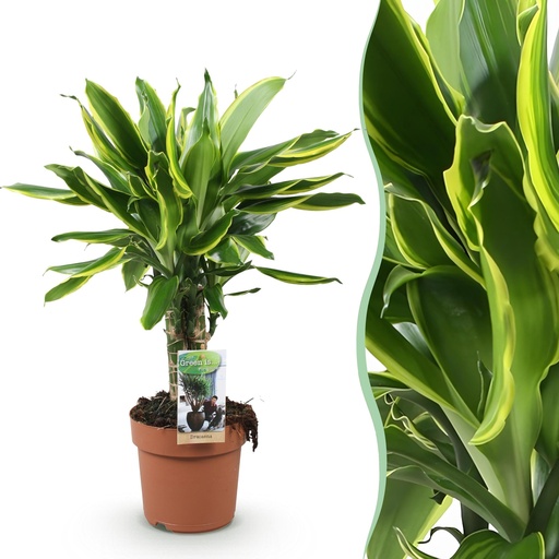 "Zimmerpflanzen - Dracaena fragrans Golden Coast - Drachenblutbaum - Wenig Pflege - Bunt - 1 Pflanze - Topf 17cm - Höhe 50-55cm image"