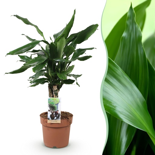 "Zimmerpflanzen - Dracaena fragrans Steudneri - Drachenbaum - Wenig Pflege - Grün - 1 Pflanze - Topf 17cm - Höhe 50-55cm image"